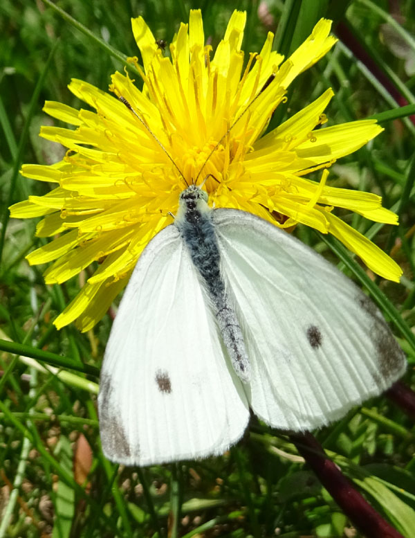 maschio di Pieris rapae - Pieridae